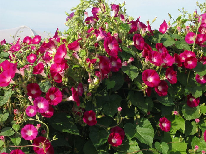 Ipomoea Scarlet O'Hara - De vanzare seminte -legume-mirodenii-flori-arbori