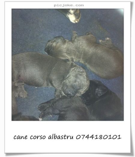 9-en-5e279f143a645bc1d64e0b414f91384d - Copy (2) - Copy - 54 cane corso puiuti nascuti la data de 15 01 2014