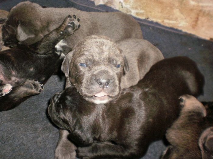 P1271095 - Copy - Copy - 54 cane corso puiuti nascuti la data de 15 01 2014