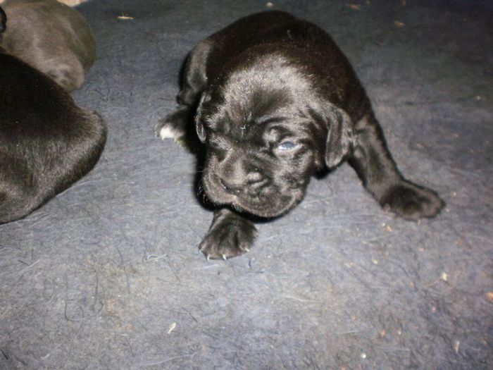 P1271098 - Copy (2) - 54 cane corso puiuti nascuti la data de 15 01 2014