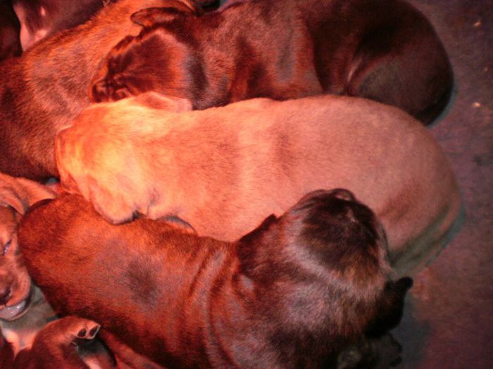 P1311071 - Copy (2) - 54 cane corso puiuti nascuti la data de 15 01 2014