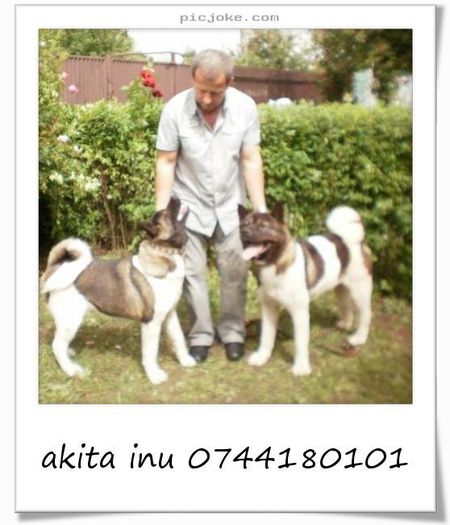 10-en-30cad6942a1f69175350d9d84cc80446 - akita inu nascuti la data de 06 01 2014