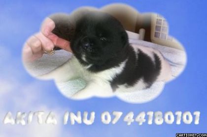 captionit4151541101B82 - akita inu nascuti la data de 06 01 2014