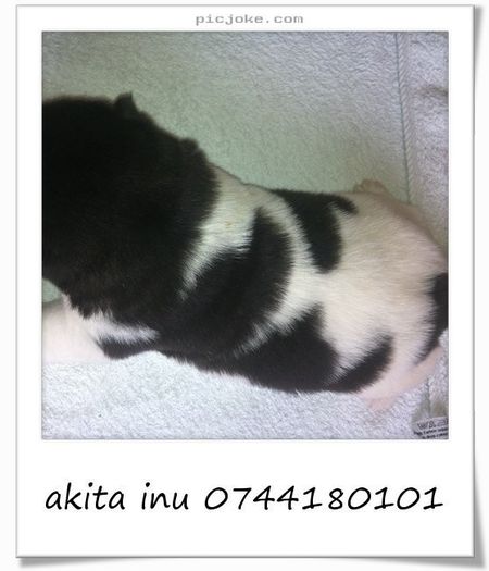 11-en-5e9cb3a592b49d1c40f679b950364735 - akita inu nascuti la data de 06 01 2014