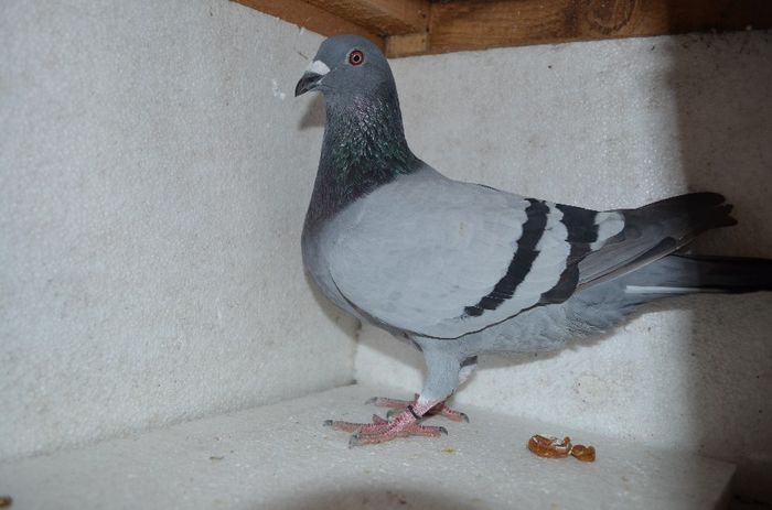 Mascul 2013; Sora de cuib concurata in 2013 la columbodromul Corabia 
Gaesti 120 km loc 276,
Ploiesti 176 Km 801 
3.Buzau 238 Km  LOC 5 
Semifinala Barlad 376 km loc 15
