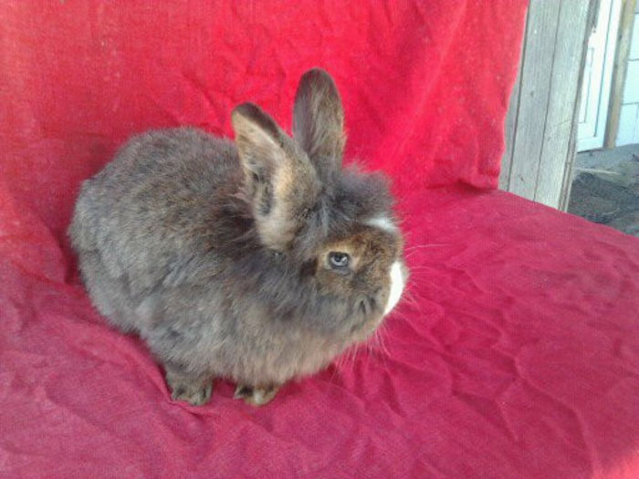 Femela Cap de Leu; Femela ~2,5kg, nascuta in octombrie 2013. Pret 50 lei.
