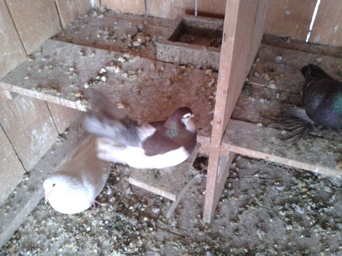 Fotografie-0037 - DE VANZARE FOR SALE DIN TOATE RASELE