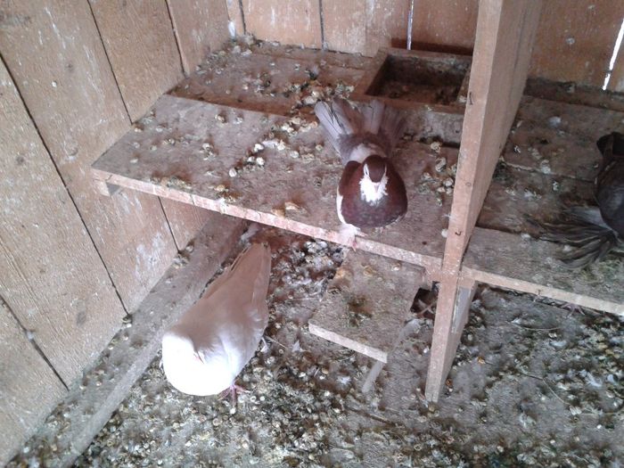 Fotografie-0038 - DE VANZARE FOR SALE DIN TOATE RASELE