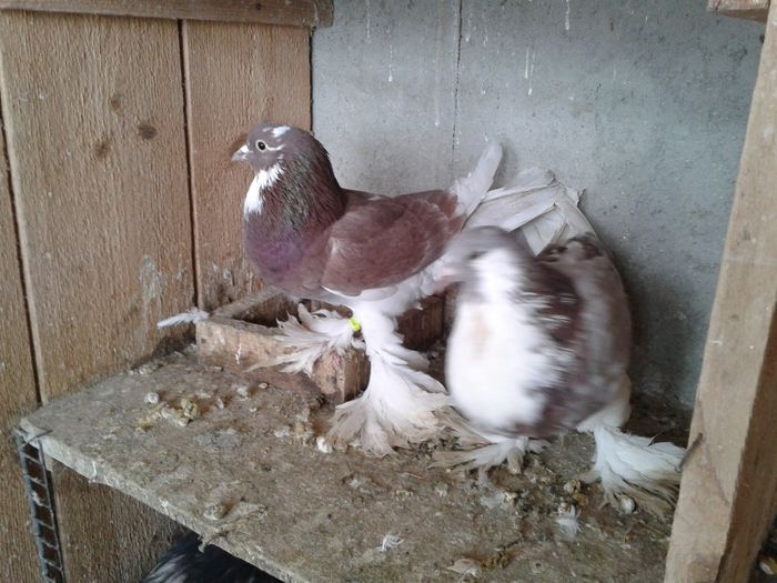 Fotografie-0041 - DE VANZARE FOR SALE DIN TOATE RASELE