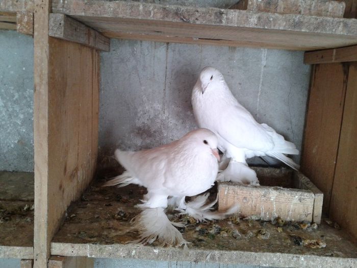 Fotografie-0046 - DE VANZARE FOR SALE DIN TOATE RASELE