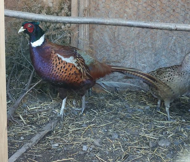 20140203_150030 - Phasianus colchicus - fazanul de vanatoare