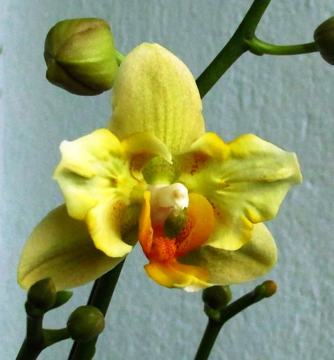 IMG_2005 - Reinfloriri orhidee 2014
