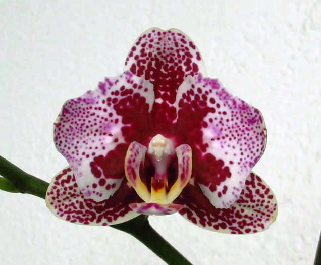 IMG_2009 - Reinfloriri orhidee 2014