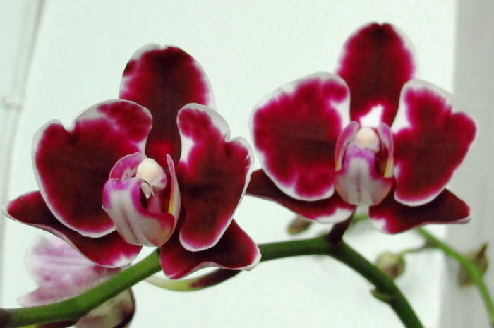 IMG_2012 - Reinfloriri orhidee 2014