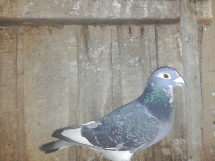 mama dv tatal bulgar