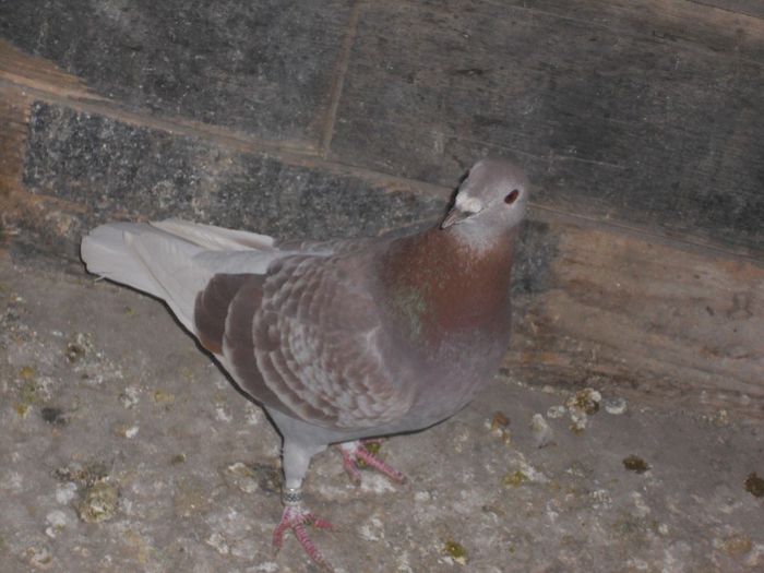 BRICOUX - PORUMBEI BRICOUX 2015 DIN CRESCATORIA MEA