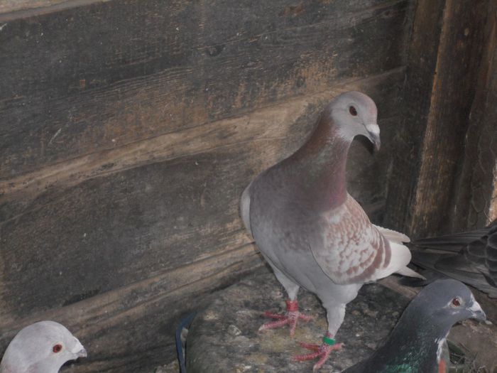 BRICOUX - PORUMBEI BRICOUX 2015 DIN CRESCATORIA MEA