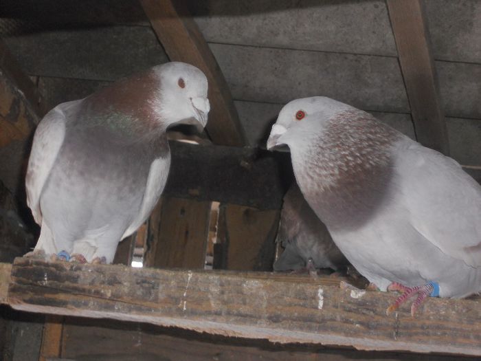 BRICOUX - PORUMBEI BRICOUX 2015 DIN CRESCATORIA MEA