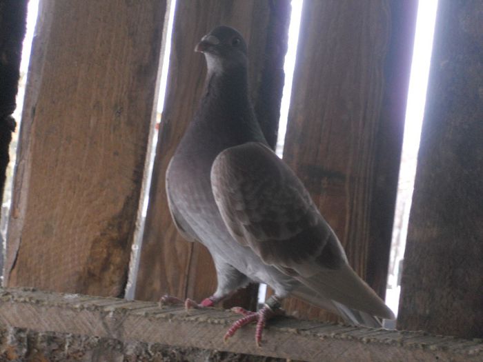 BRICOUX - PORUMBEI BRICOUX 2015 DIN CRESCATORIA MEA