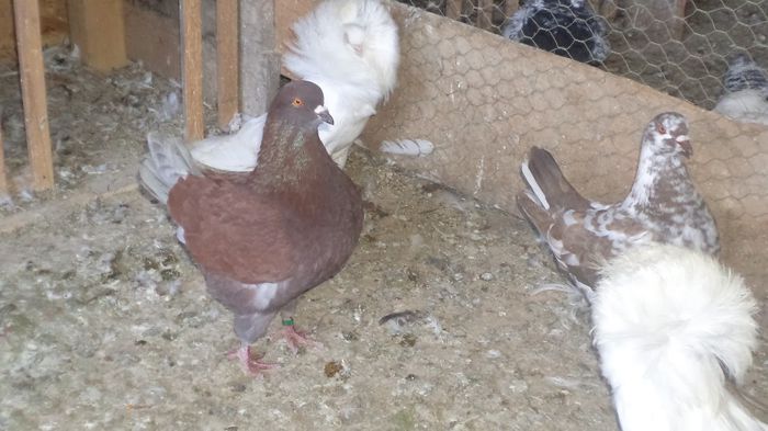 pereche din 2013 matca