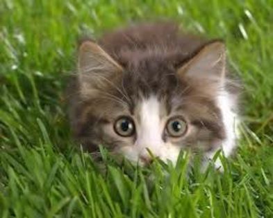 pisica salbatica - Pisicute dragute