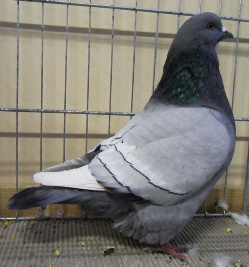 461