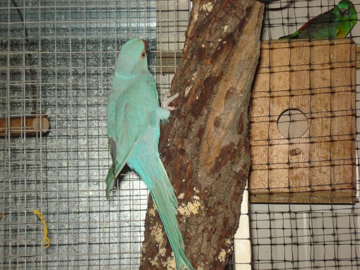 DSC06414 - papagali