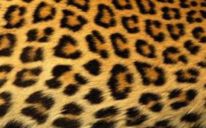 download - Animal print