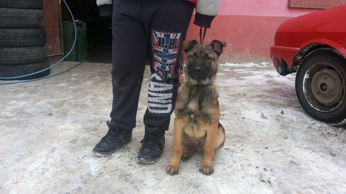 20140131_141008 - De vanzare catei Ciobanesc Belgian Malinois