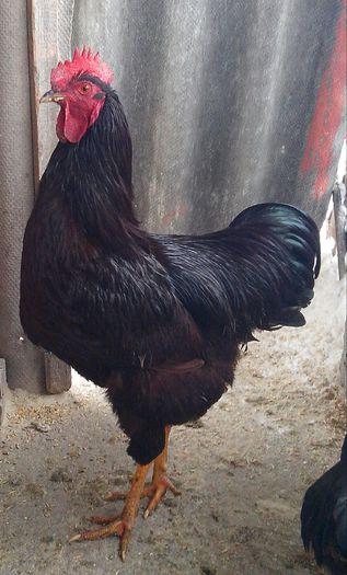 IMG_20140202_133004-1