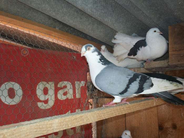 M - 20 PORUMBEI VANDUTI