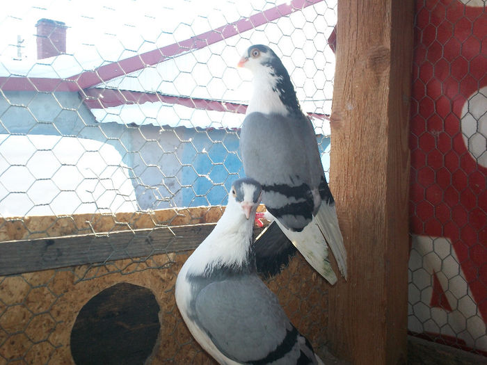 M - 20 PORUMBEI VANDUTI