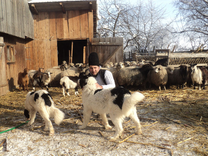 DSC06117 - ciobanesc de bucovina 02-02-2014