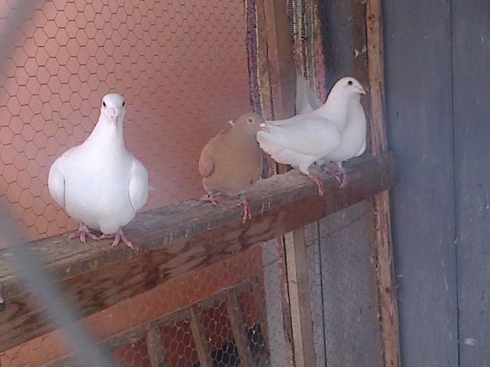 Photo0288 - porumbei albi in voliera