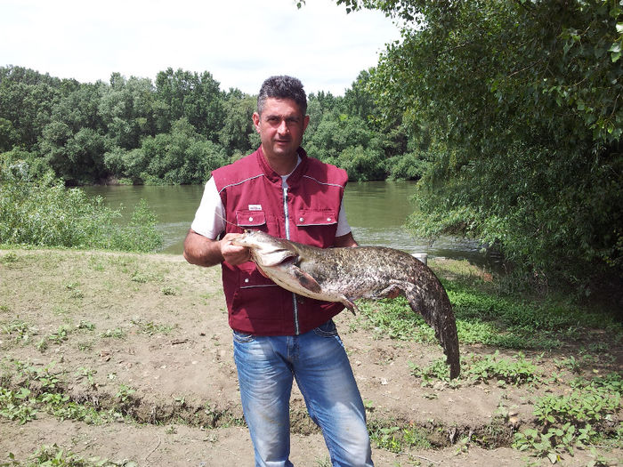 somn 9,9 kg - La pescuit pe Dunare