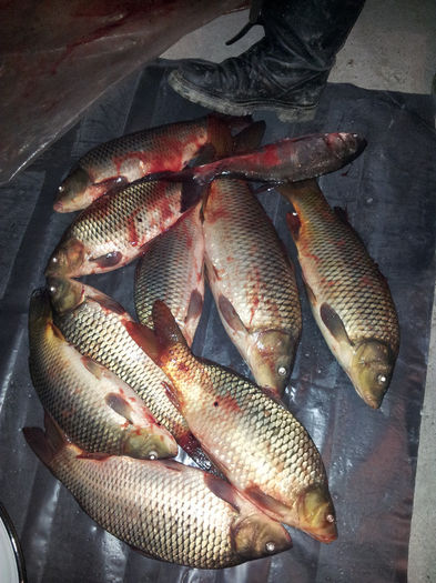 capturi 2013 - La pescuit pe Dunare