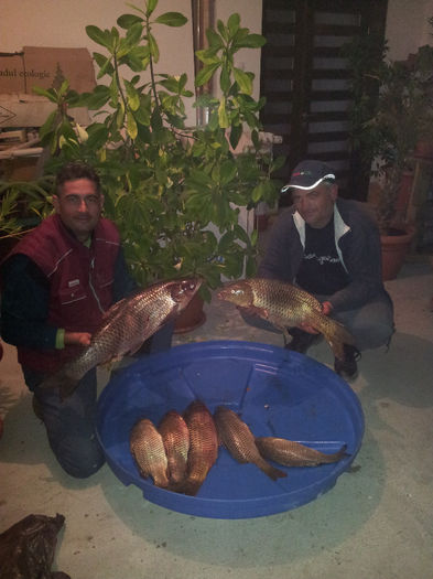 ultimele capturi pe 2013 - La pescuit pe Dunare
