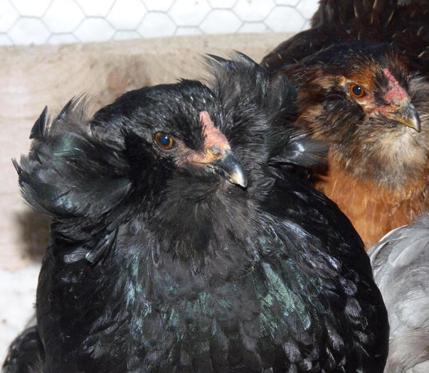 P1250313 - Araucana 2014
