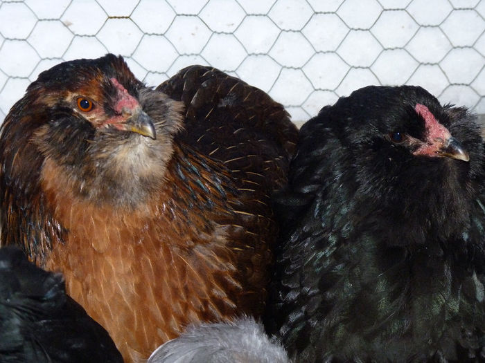 P1250314 - Araucana 2014