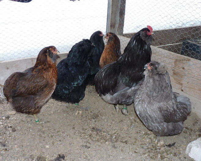 P1250366 - Araucana 2014