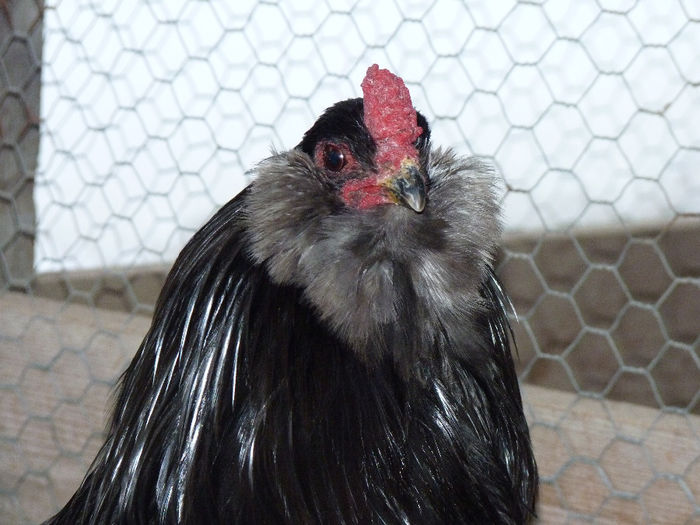 P1250369 - Araucana 2014
