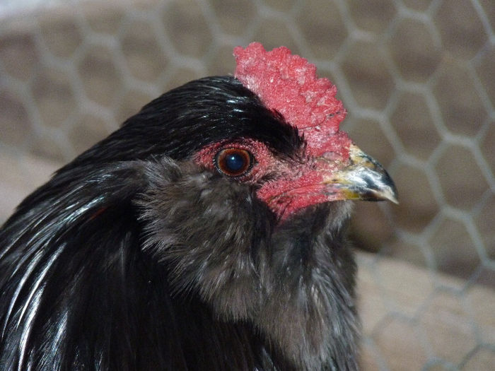 P1250374 - Araucana 2014