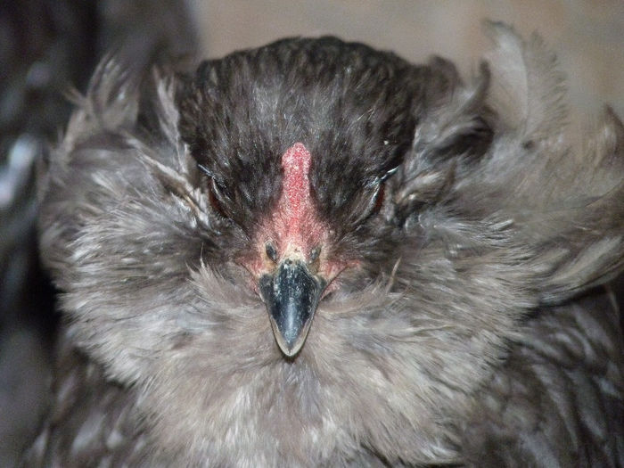 P1250375 - Araucana 2014