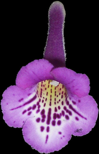 Country Crocus Black JPEG