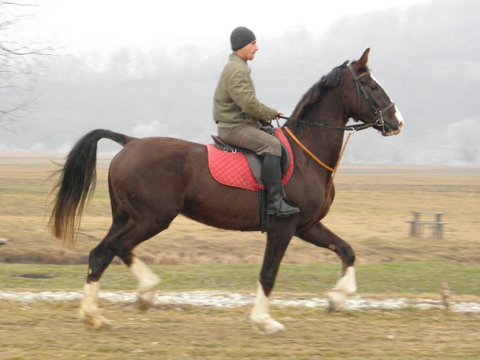 IAPA SPORT OLANDEZA KWPN