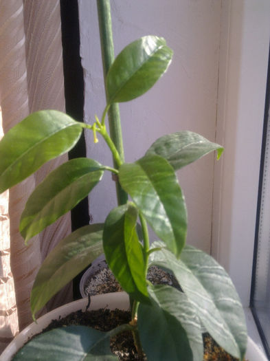 04.02.2014 - multiflora - Hoya - colectie