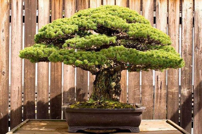 1383165_242145849270475_694045898_n - Bonsai