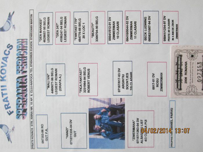 pedigree mascul Drapa-R.Venus-Zimmerman - masculi