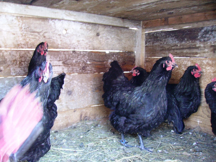 IMG_0025 - AUSTRALORP