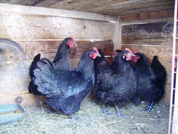 IMG_0029 - AUSTRALORP